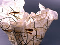 Daikon with Fish and Seaweed