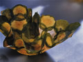 Green Scallop Squash