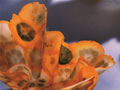 Yellow Scallop Squash