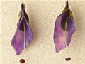 Purple Potato and Zucchini<br />with Garnet Stamen