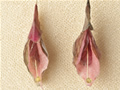 Red Onion and Watermelon Radish with Peridot Stamen