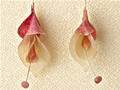 White Potato and Watermelon Radish with Tourmaline Stamen