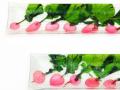Pink Radish 
